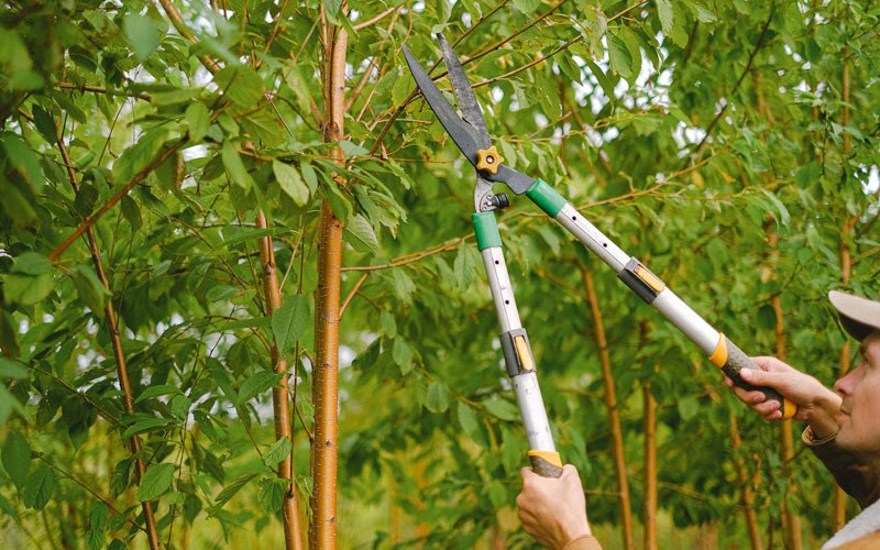 Tree trimming in Stendal, IN